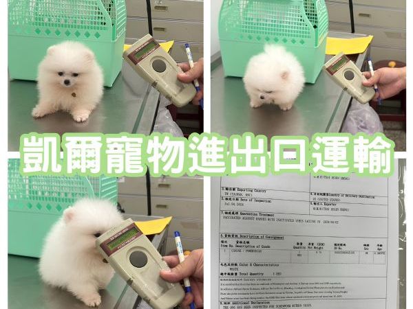 2024/07/4『美國舊金山』白博美狗狗與主人同行飛美國舊金山生活囉~~~